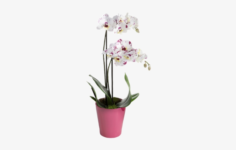 White Tiger Orchid - Orchidée Blanche Png, transparent png download