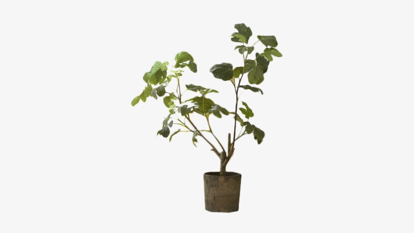 Birch Lane Faux Fig Potted Tree, transparent png download