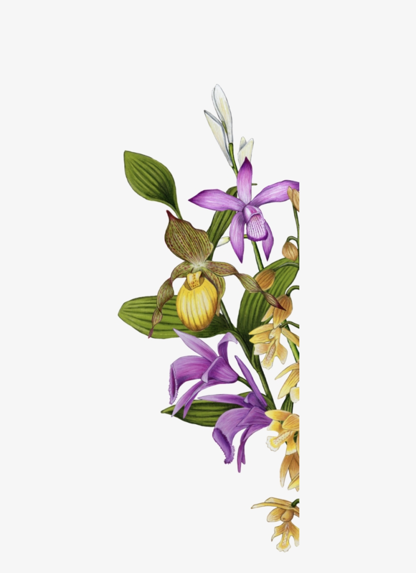 Message - Yellow Lady's Slipper, transparent png download