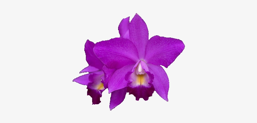Orcid01 410 X - Purple Orchid, transparent png download