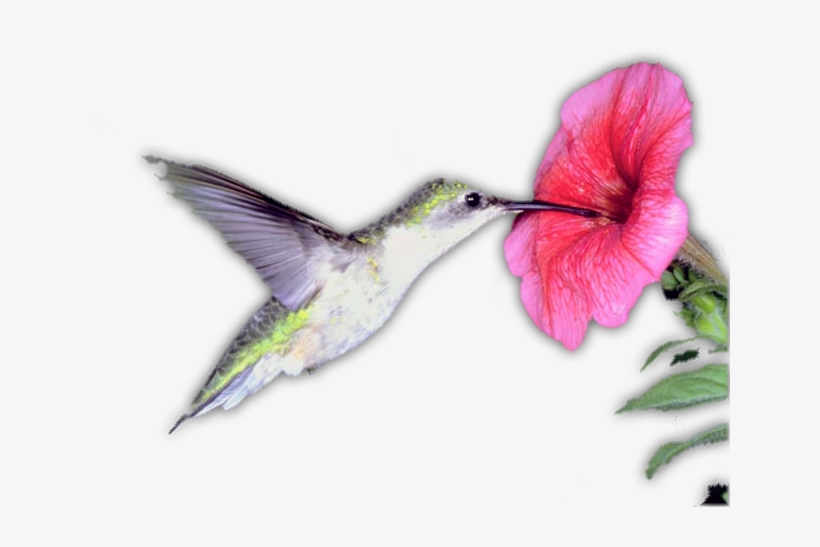 Colibri - Cafepress Humming Bird Rectangular Canvas Pillow, transparent png download