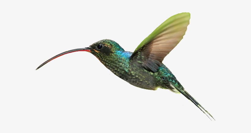 Parte De La Energía Contenida En La Glucosa Del Nectar - Portable Network Graphics, transparent png download