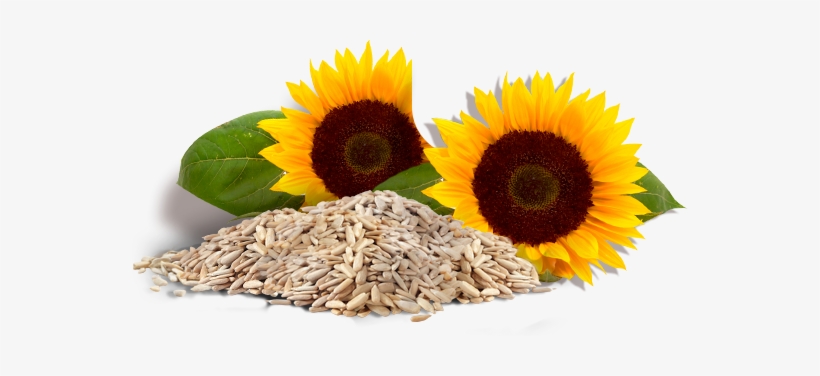 Subscribe For Our Newsletter - Orkide Sunflower Oil 5 Liters, transparent png download
