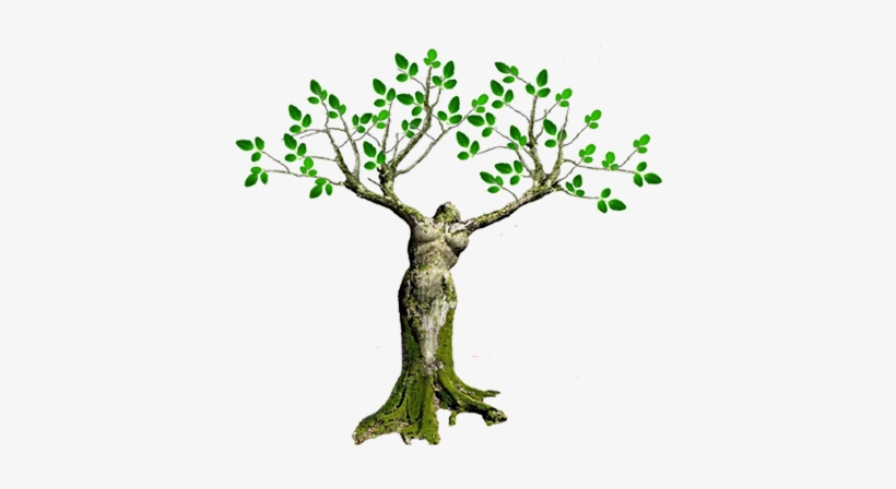 Health Benefits Of The Moringa Tree - Woman Growing Into Tree, transparent png download