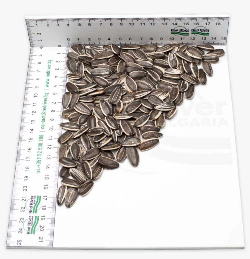 Striped Sunflower Seeds Lt2217 - Common Sunflower, transparent png download