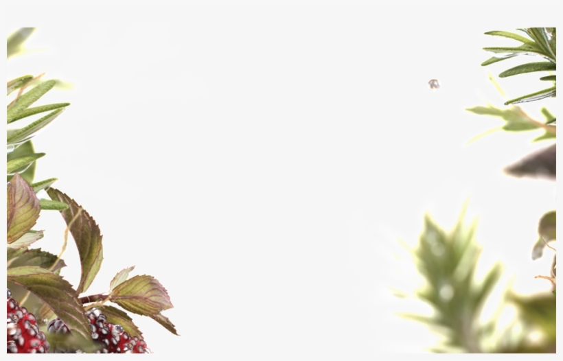 Dry Leaf Border Transparent - Portable Network Graphics, transparent png download