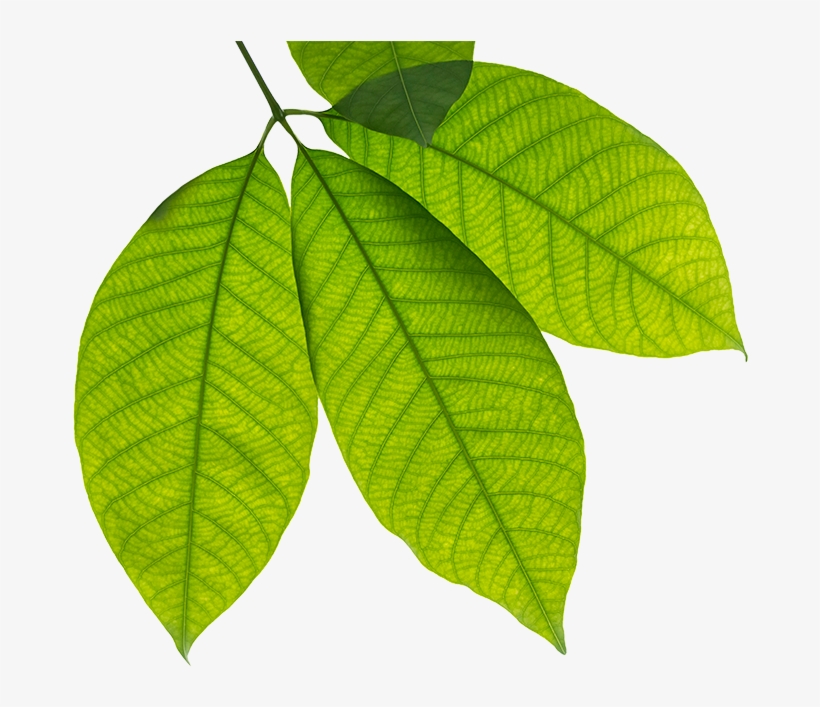 Tree Health - Stock Photography, transparent png download