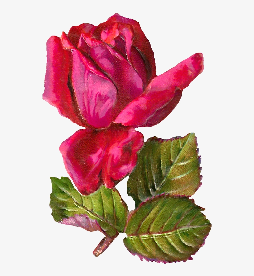 This Is A Simply Gorgeous Red Rose Digital Graphic - Antiqueimages Blogspot Com Rose, transparent png download