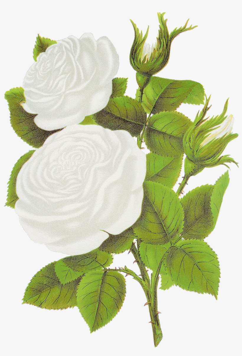 Roseeee-0 - White Rose Clip Art Png, transparent png download