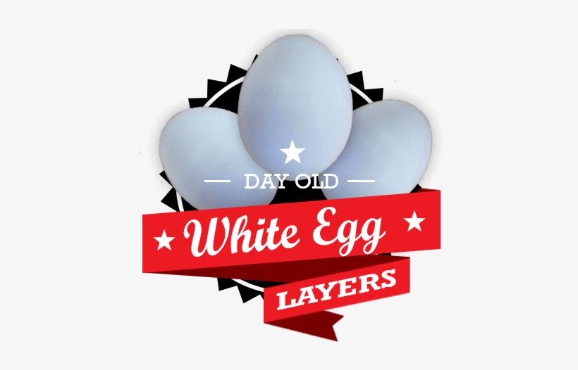 White Egg Layers Icon - High School, transparent png download