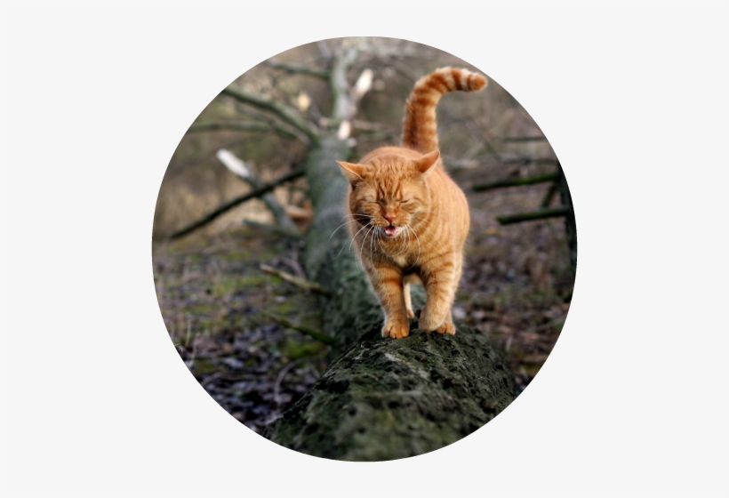 Ranking 9 - Cat Walking In Forest, transparent png download