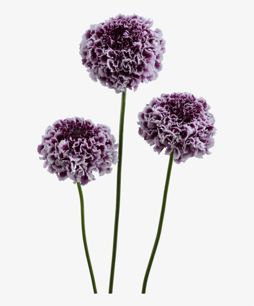 Registered Customers Only - Pincushion Flower, transparent png download