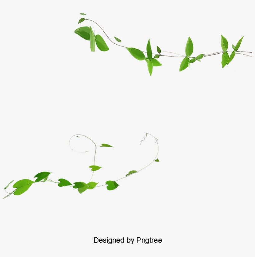 Ivy Vines, Plant, Green, Ivy Png And Psd - Psd, transparent png download