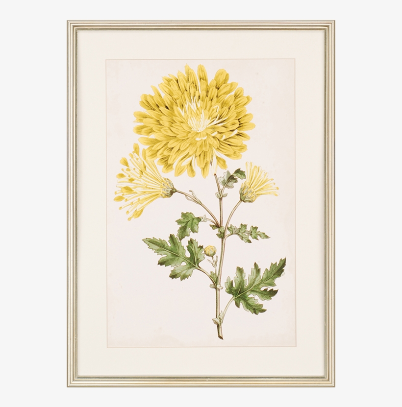 Floral Lace Iv - Paragon Decor Inc. 1057 Floral Lace Iv, transparent png download