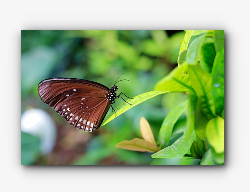 I'm A Fan Of Canon - Brush-footed Butterfly, transparent png download