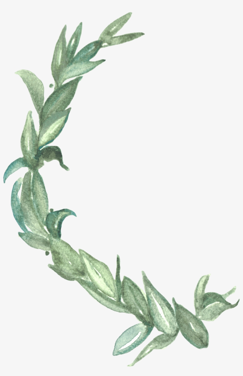 Laurel Branch - Watercolor Painting, transparent png download