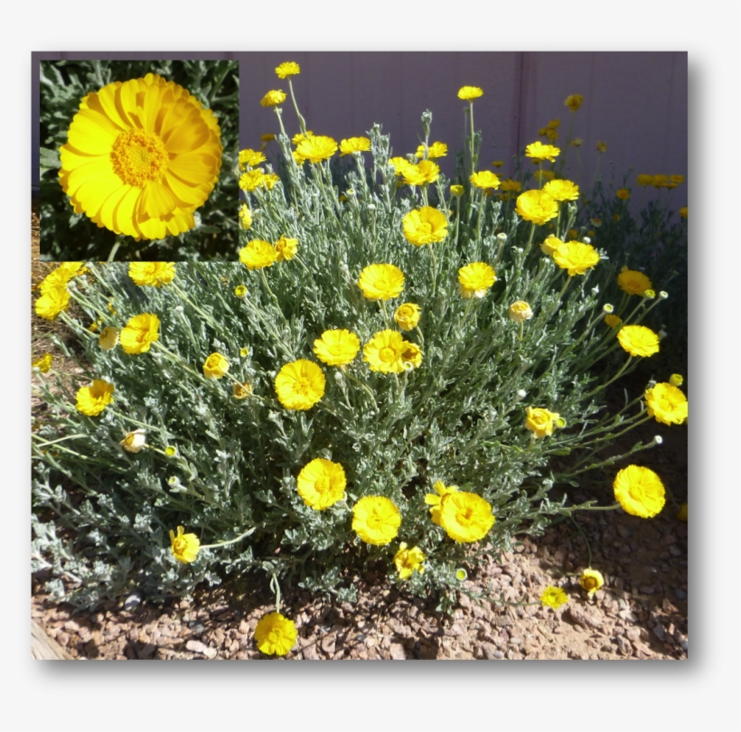 Desert Marigold - Field Marigold, transparent png download