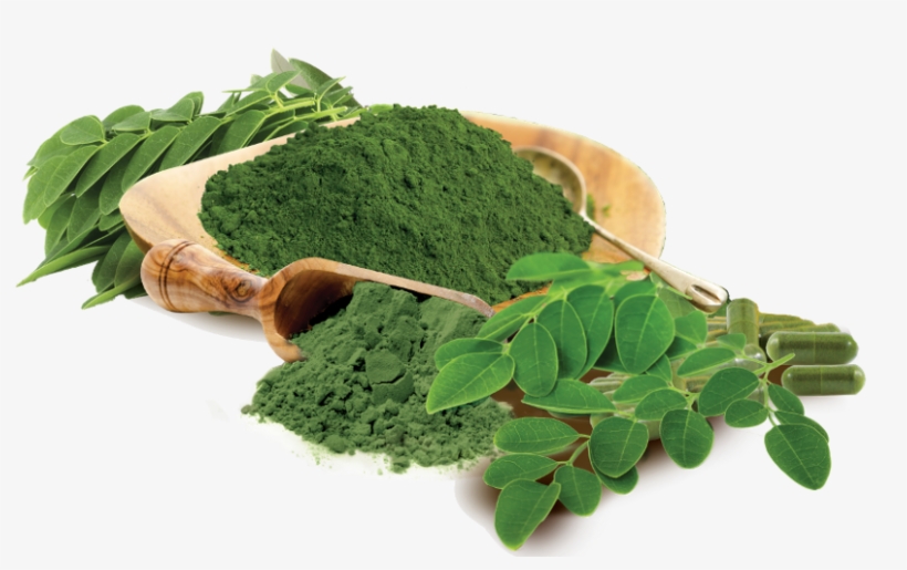 Moringa Oleifera Tree Has Been Considered As A Standout - Wild Foods Moringa Leaf Powder, Raw Organic Single-origin, transparent png download