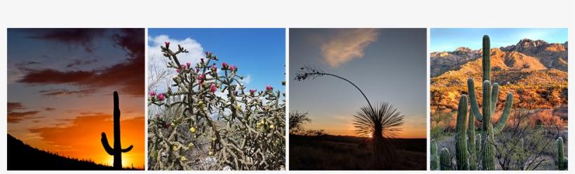 Picacho Peak State Park - Pride Of India, transparent png download