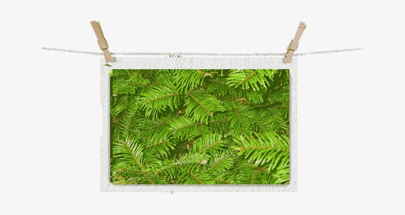 Grand Fir Branch - Grand Fir, transparent png download