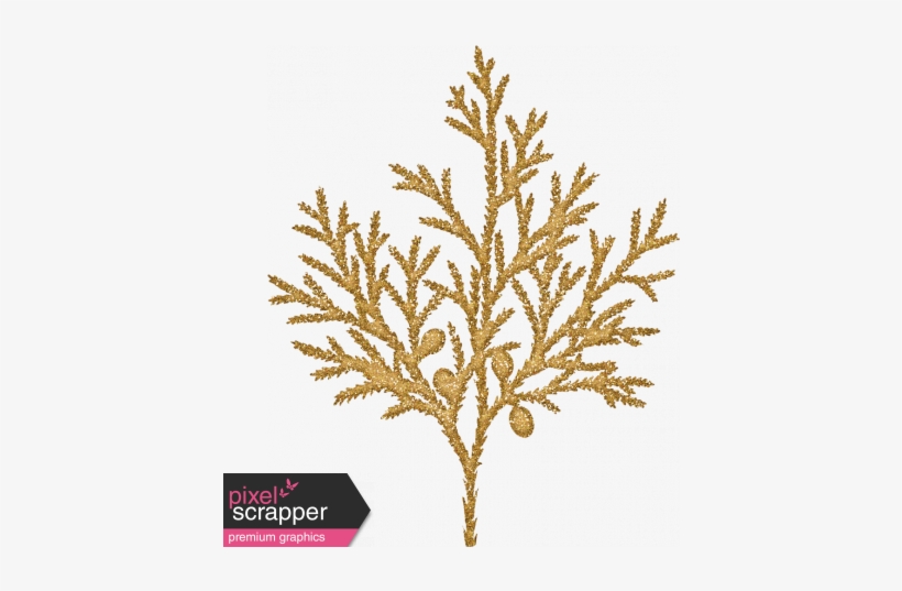 Sunshine And Snow Golden Juniper Fir Branch - Cypress Family, transparent png download
