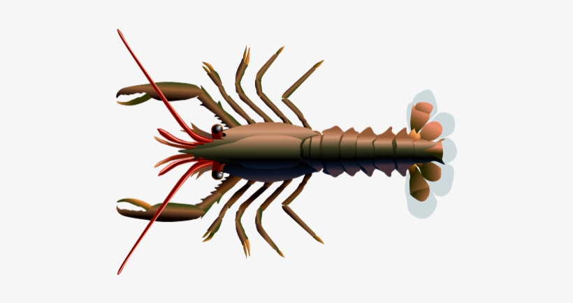 Stage Iv Lobster - Many Claws Do Lobsters Have, transparent png download