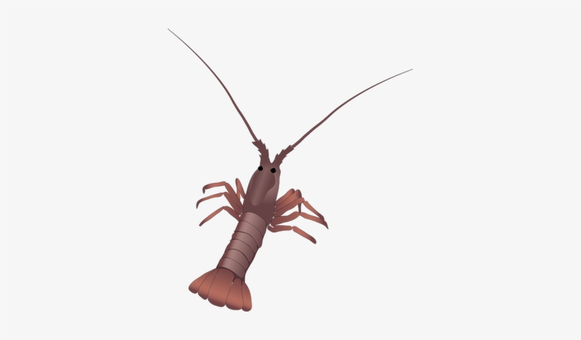 Its Tail So It's Common For Lobstermen To To Cut Off - Sam Rust Seafood, Inc., transparent png download