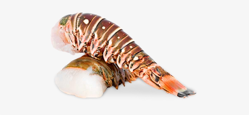 Lobster Tail (5oz) - Spiny Lobster Tail, transparent png download