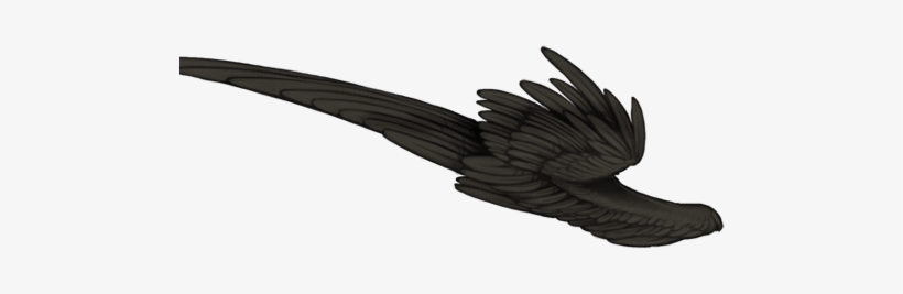 Raven, transparent png download