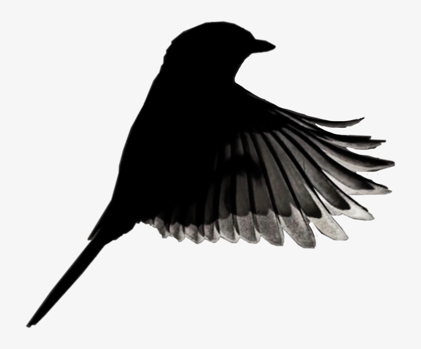 Bird Blackandwhite Hdr2 Birdinflight Wings Freetoedit - Twitter, transparent png download