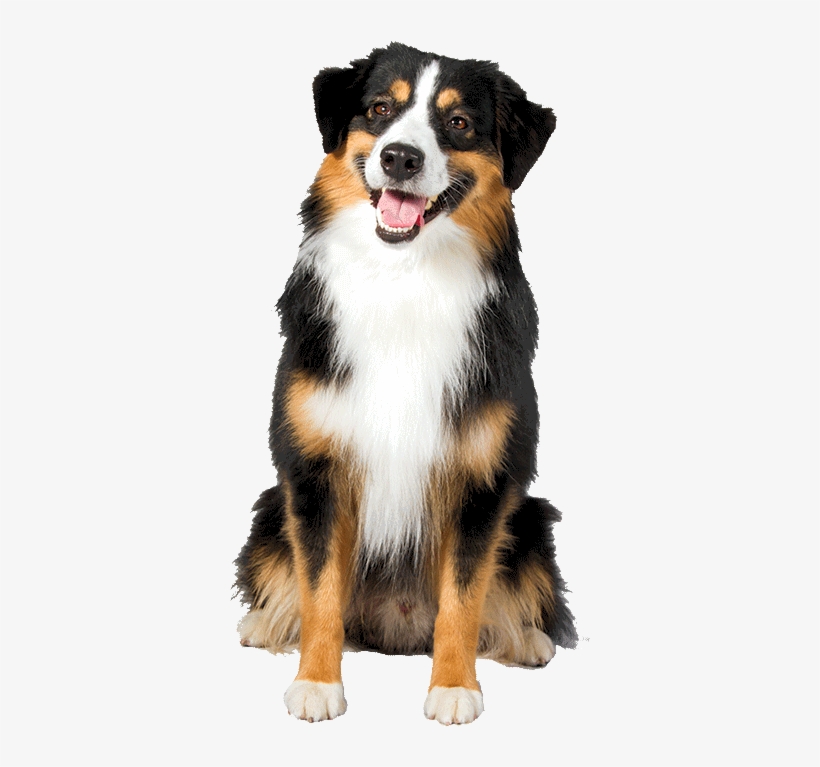A Miniature American Shepherd Akc Breeds, Miniature - Mini Australian Shepherd Png, transparent png download