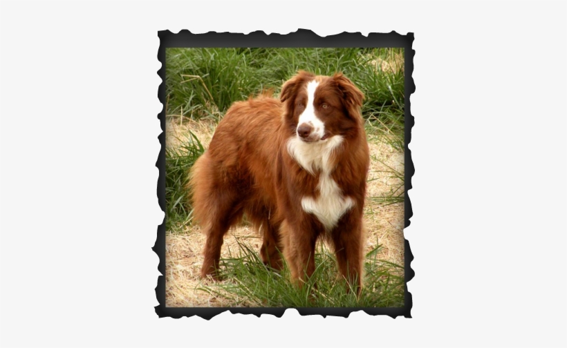 Max Is From Our Only Gypsy And Char Breeding - Australian Shepherd, transparent png download