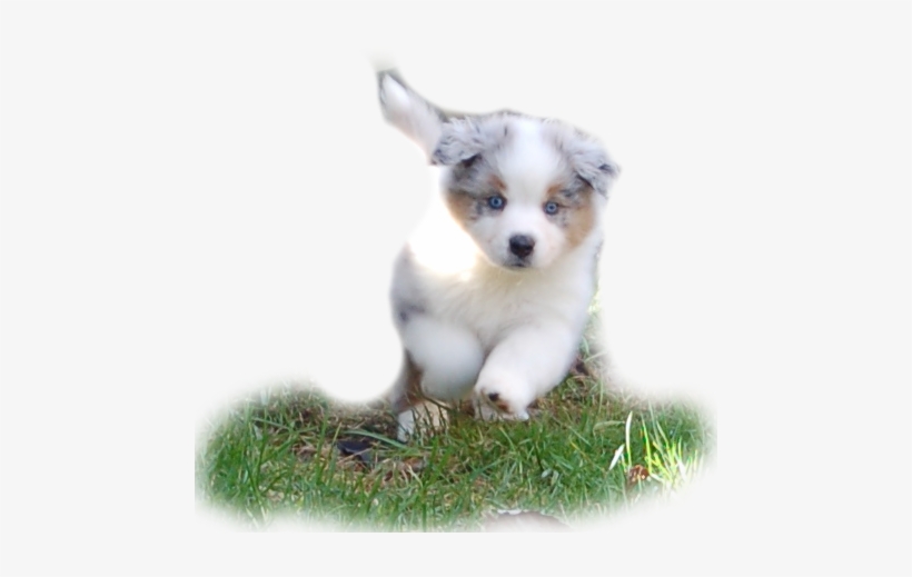 Australian Shepherd Pup Png, transparent png download