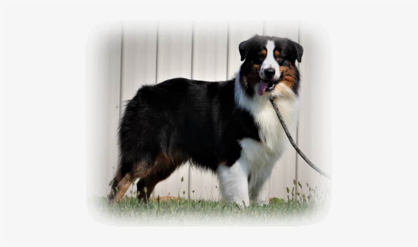 Black Tri New Champion - Valor Shepherd Dog Australian, transparent png download
