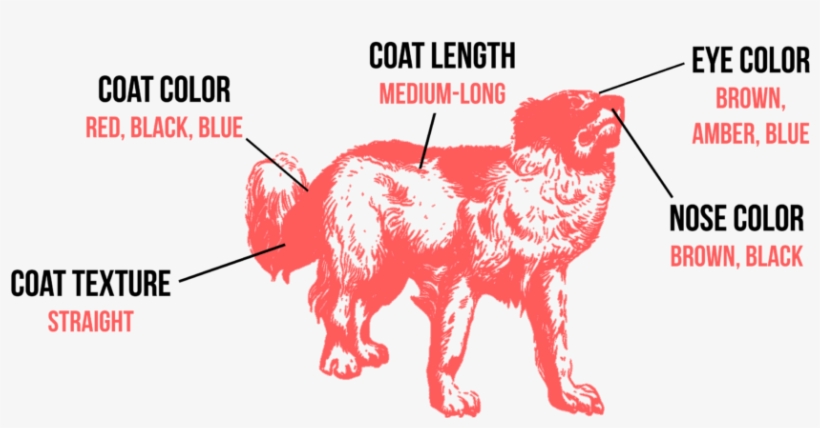 Australian Shepherd - Schild, transparent png download