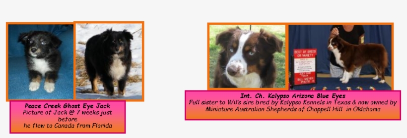 She Is A Daughter Of Callie & Gus - Border Collie, transparent png download