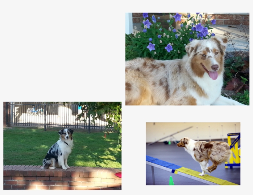 Picture - Australian Shepherd, transparent png download