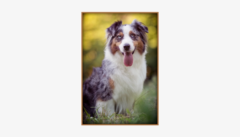 Vixen - Australian Collie, transparent png download