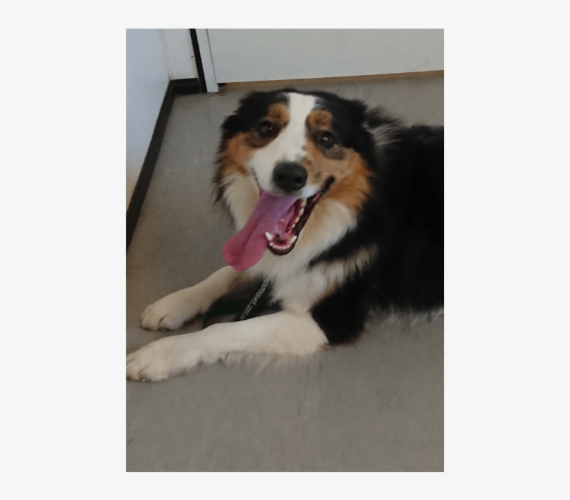 Australian Shepherd, transparent png download