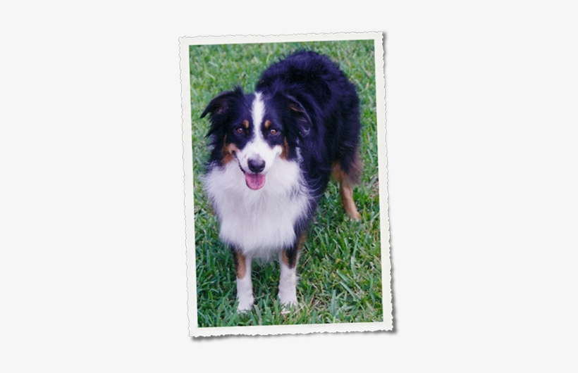 Australian Shepherd Female August 25, 1999 January - Australian Collie, transparent png download