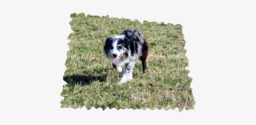 Click Here For Misko's Pedigree - Pedigree Chart, transparent png download