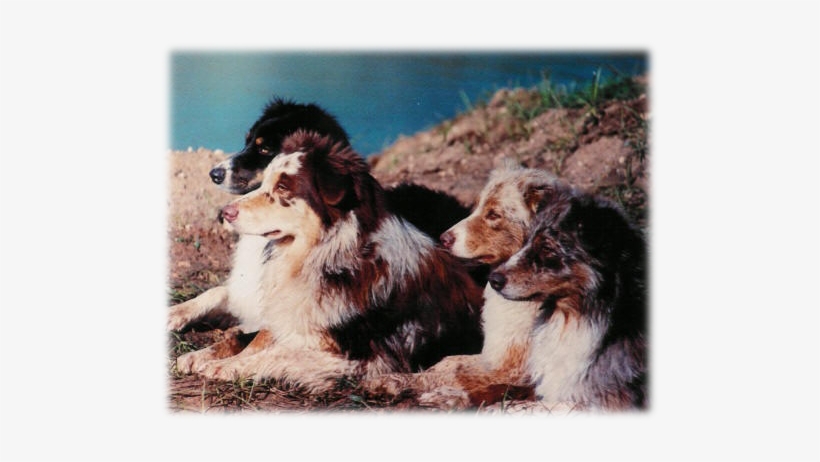 Donna Doubler Plantersville, Tx - Australian Shepherd, transparent png download