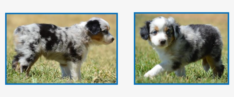 Blue Eyed Blue Merle Miniature Australian Shepherd - Miniature Australian Shepherd, transparent png download