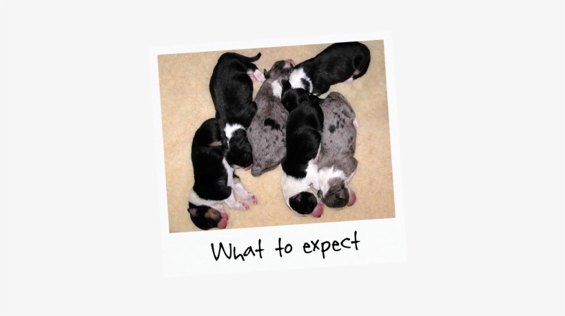 5 Newborn Puppies Sleeping On The Floor With Title - Australian Shepherd Puppy New Born, transparent png download