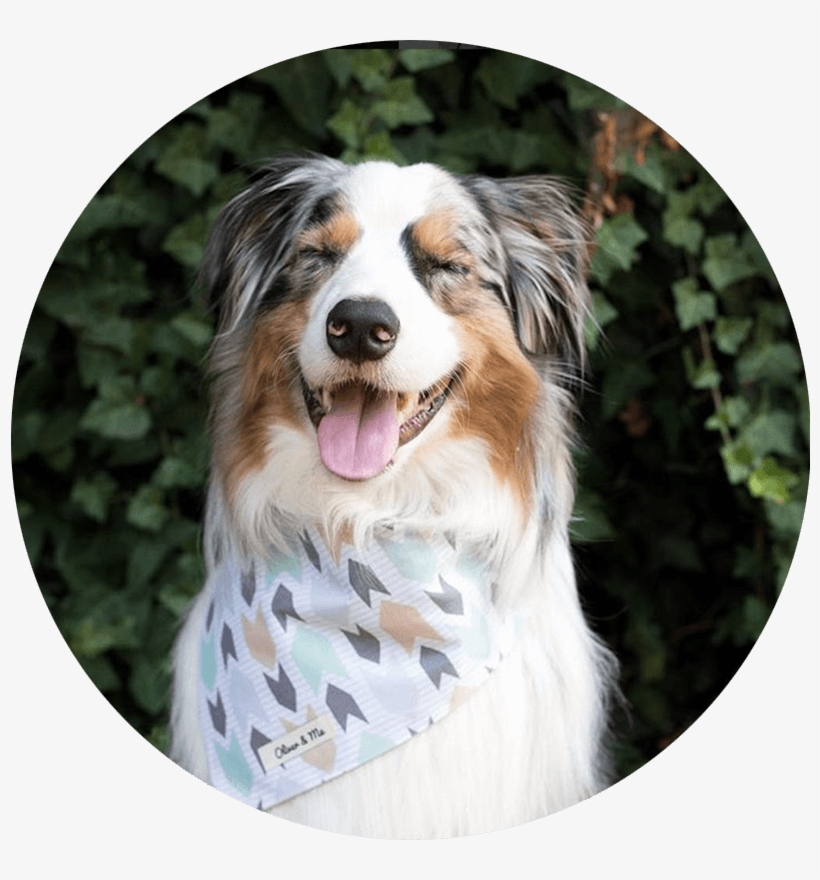 Oli Is A Blue Merle Australian Shepherd Living In Beautiful - Pet 'n Shape, transparent png download