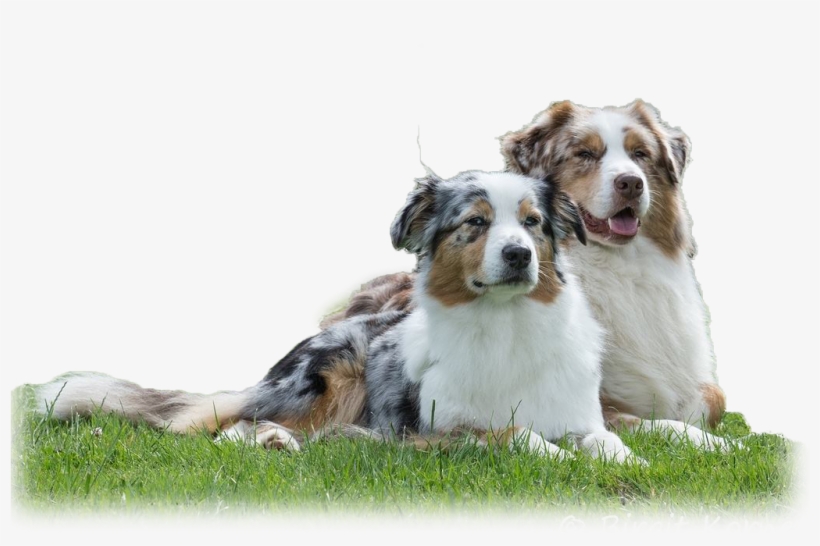 Australian Shepherd, transparent png download