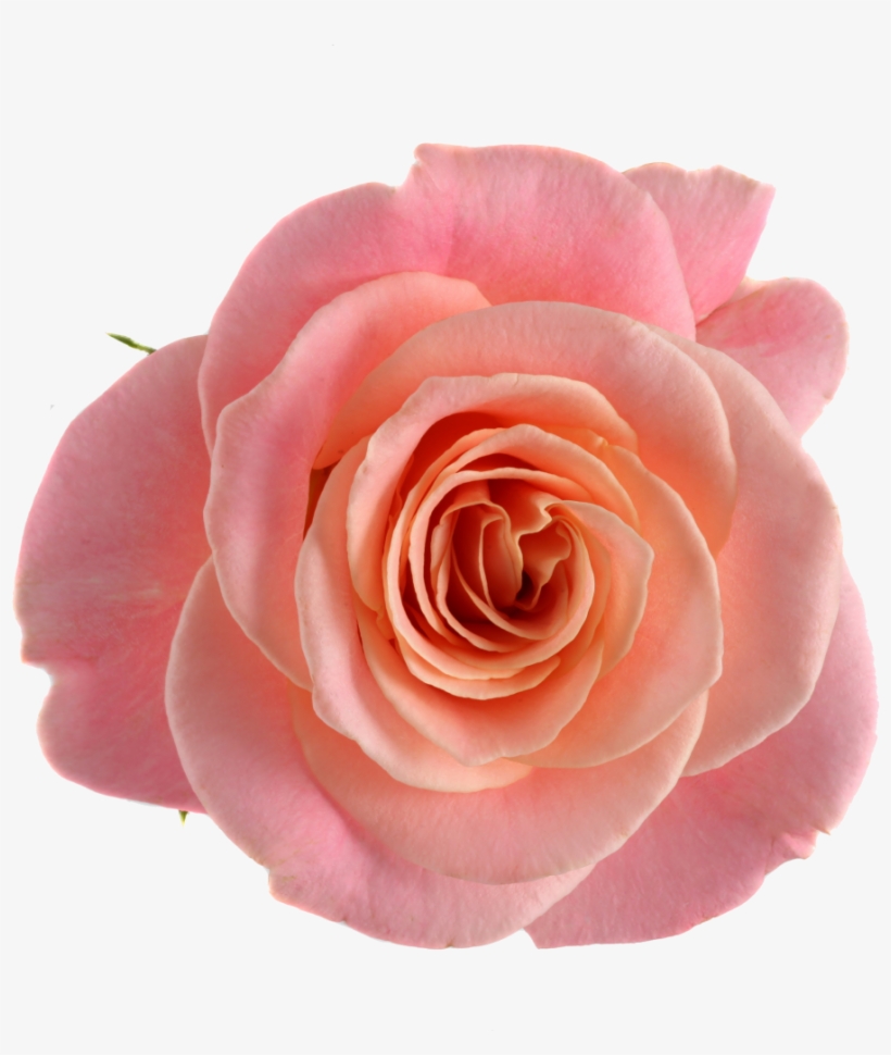 Miss Piggyhead Size - Flores Png Para Photoscape, transparent png download