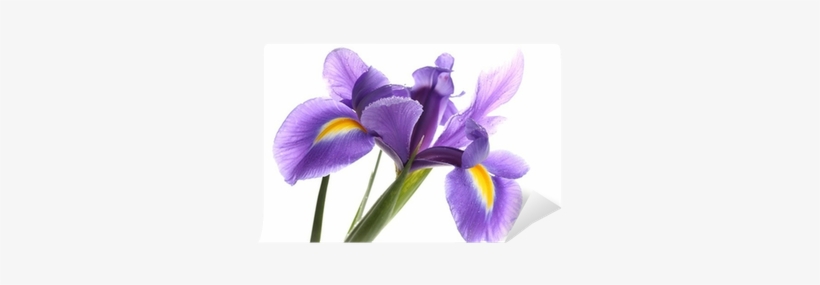 Purple Iris Flower, Isolated On White Wall Mural • - White, transparent png download