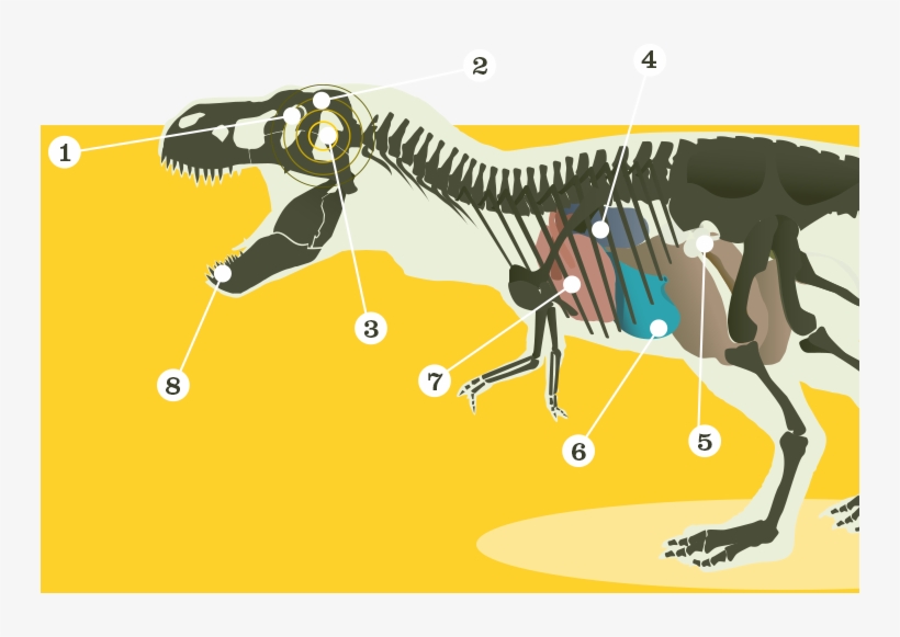 12 Cm = Grapefruit - Illustration, transparent png download