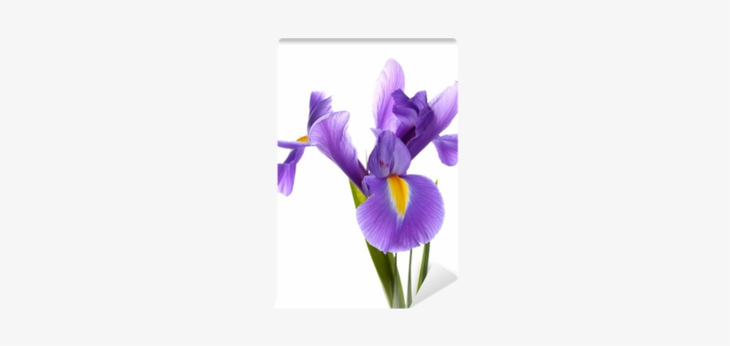 Purple Iris Flower, Isolated On White Wall Mural • - Weleda Iris Hydrating Facial Lotion, transparent png download